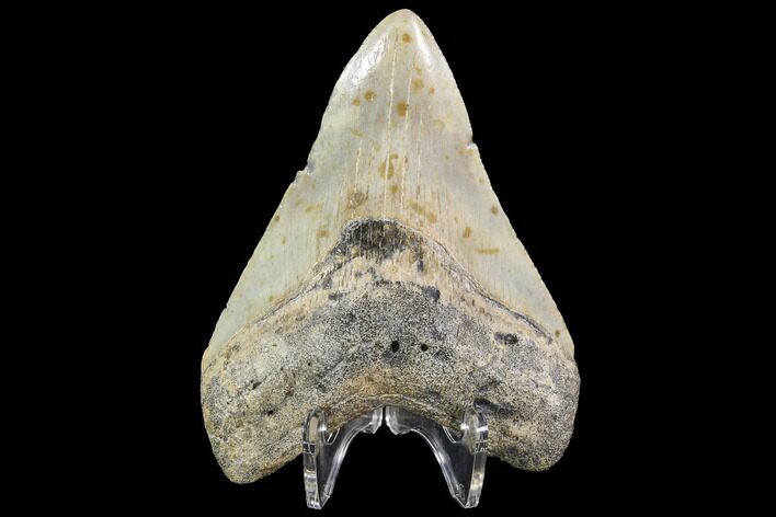 Fossil Megalodon Tooth - North Carolina #92433